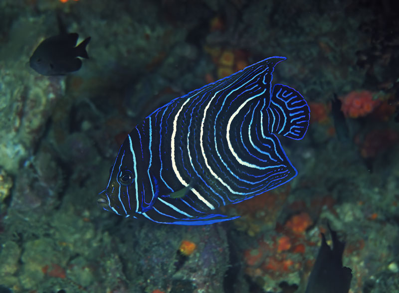 SegarA6815.jpg
