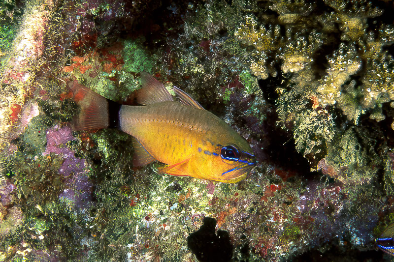 SegarA7013.jpg