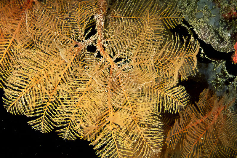 SegarA7254.jpg