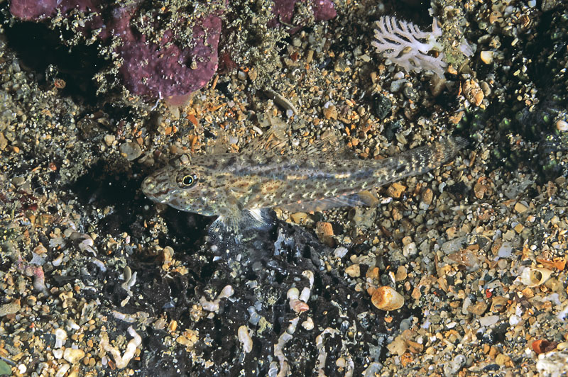 SegarA7279.jpg