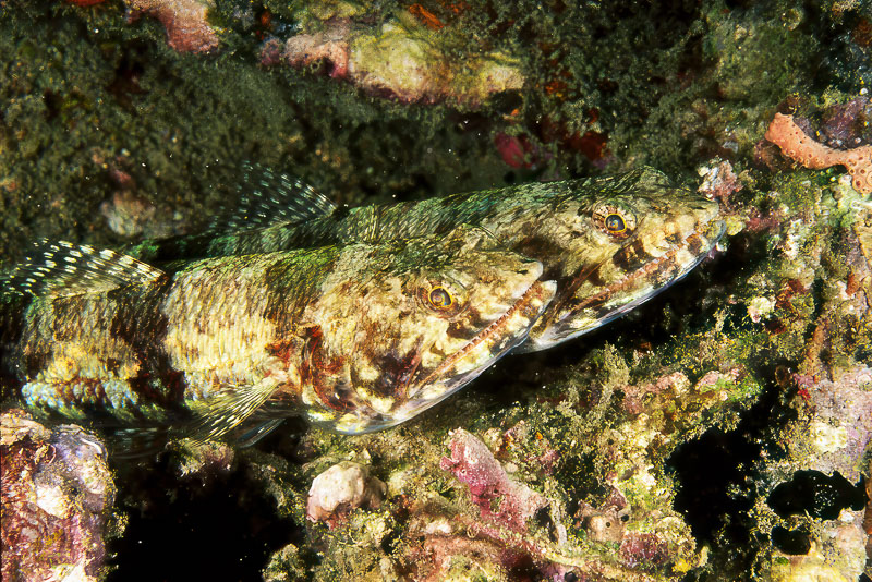 SegarA7527.jpg