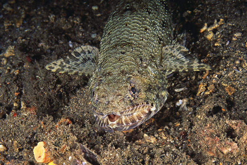 SegarA7536.jpg