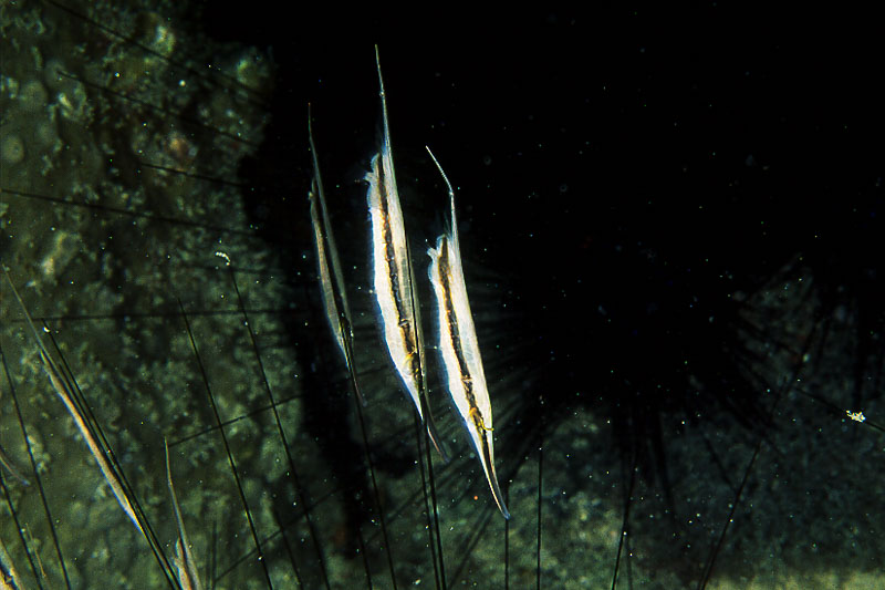 SegarA7558.jpg