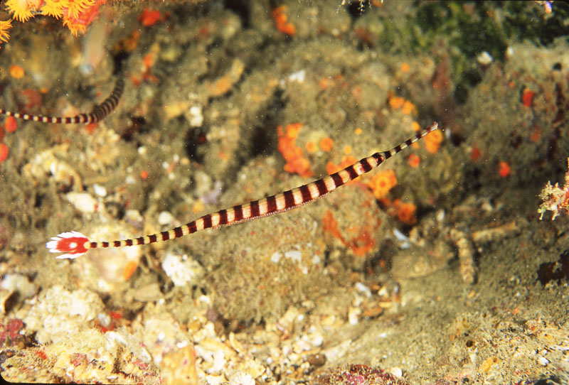 SegarA7562.jpg