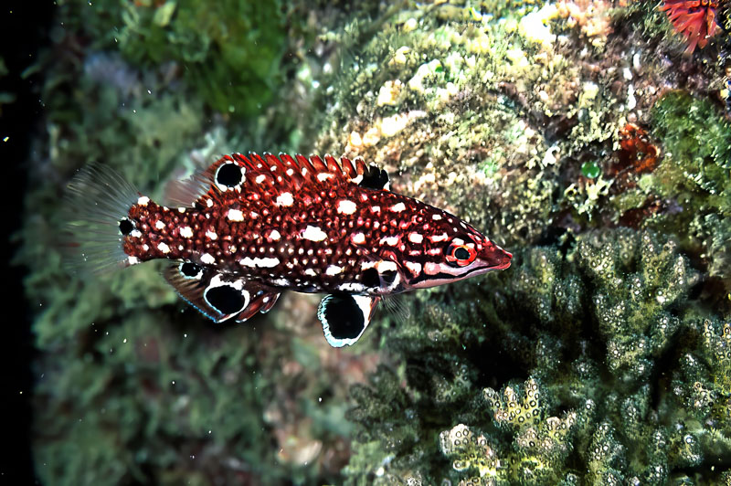 SegarA7805.jpg