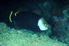 SegarA6759.jpg