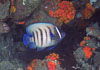 SegarA6867.jpg