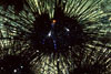 SegarA6987.jpg