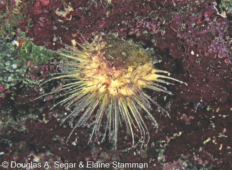 SegarA2974.jpg