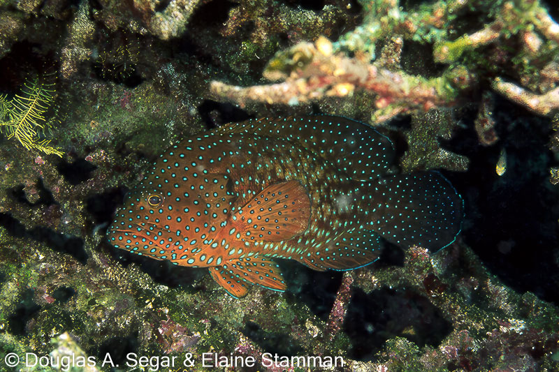 SegarA3557.jpg