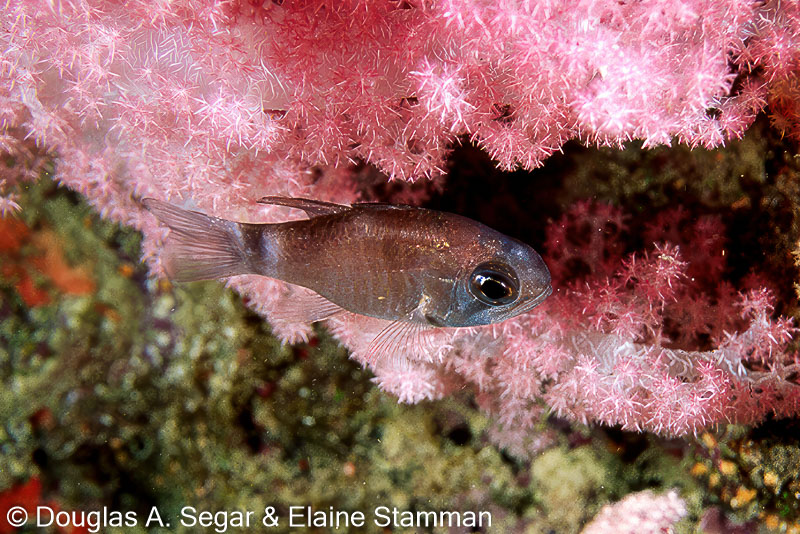 SegarA0471.jpg