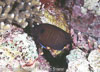 Red Sea