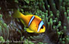 Red Sea