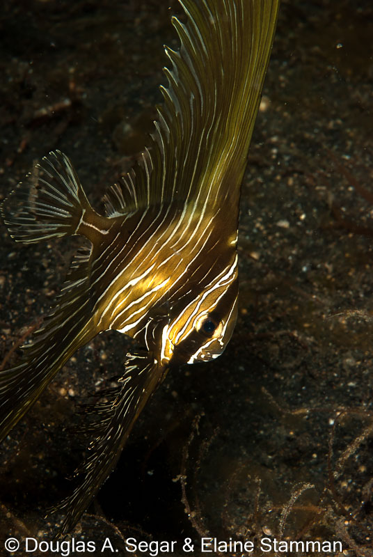 Segar-2010-07-0127.jpg