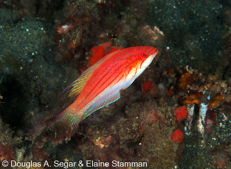 Segar-2010-07-0147.jpg