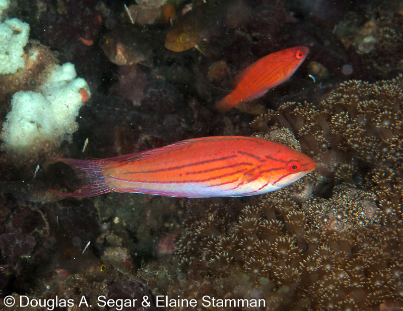 Segar-2010-07-0150.jpg