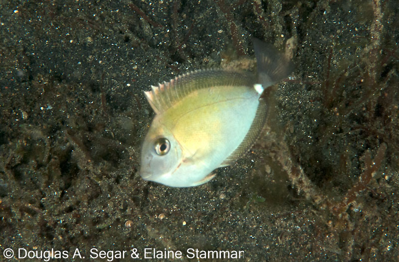 Segar-2010-07-0177.jpg