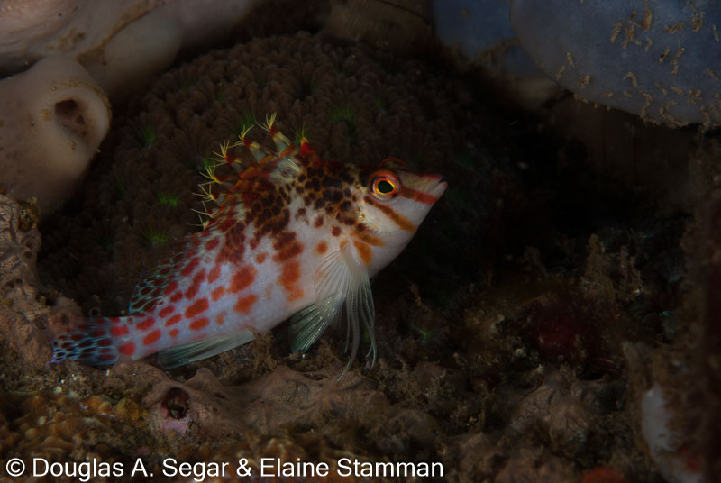 Segar-2010-07-0313.jpg