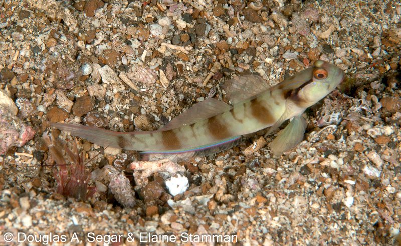 Segar-2010-07-0643.jpg