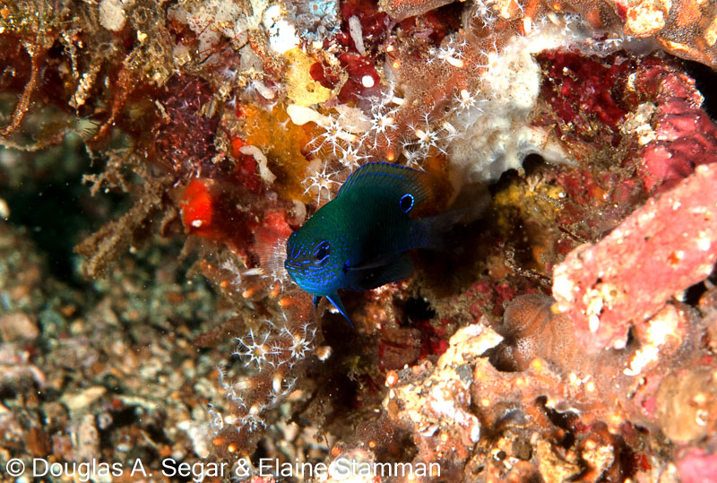 Segar-2010-07-0664.jpg