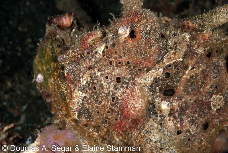 Segar-2010-07-1306.jpg