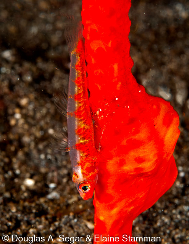 Segar-2010-07-1547.jpg