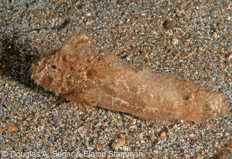 Segar-2010-07-2040.jpg