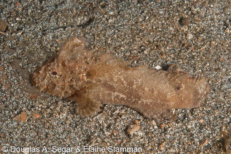 Segar-2010-07-2043.jpg