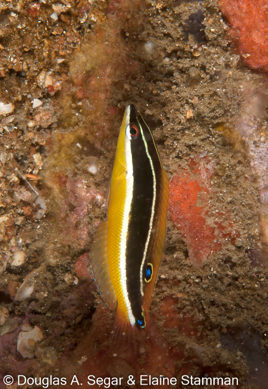 Segar-2010-07-2391.jpg