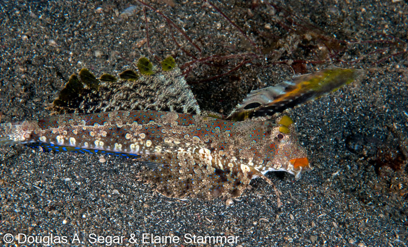 Segar-2010-12-2699.jpg