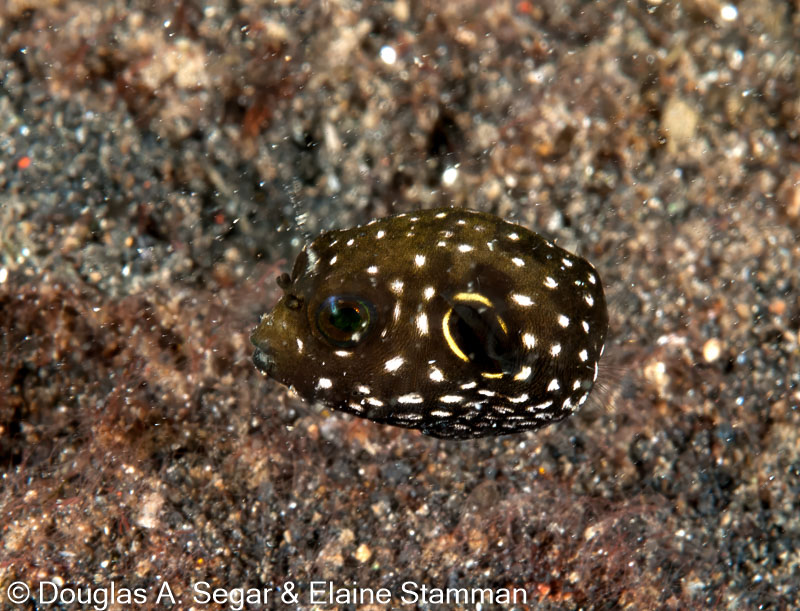 Segar-2010-12-2992.jpg