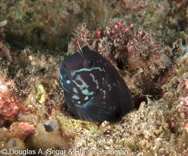 Segar-2010-12-3131.jpg