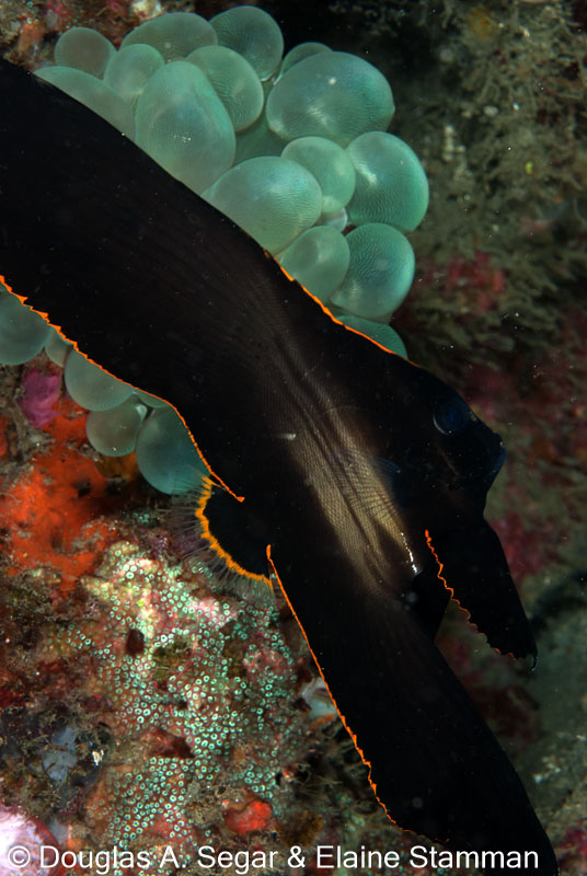Segar-2010-12-3132.jpg