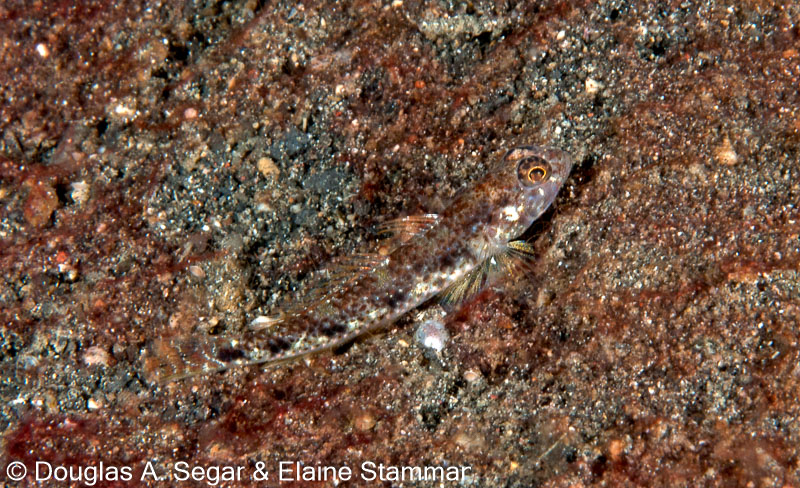 Segar-2010-12-3322.jpg