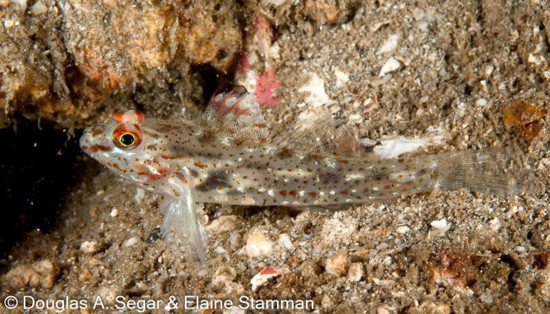 Segar-2010-12-3524.jpg