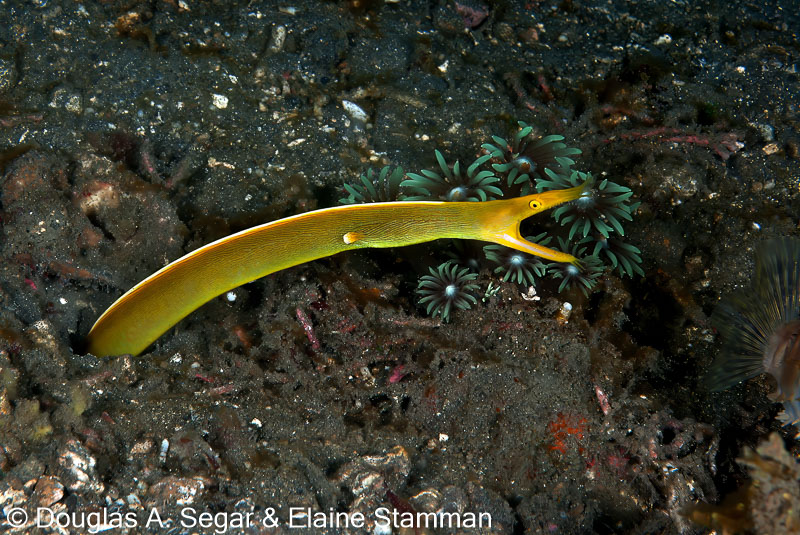 Segar-2010-12-3570.jpg
