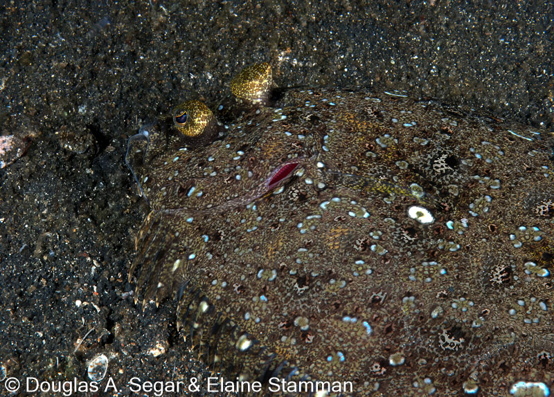 Segar-2010-12-3938.jpg