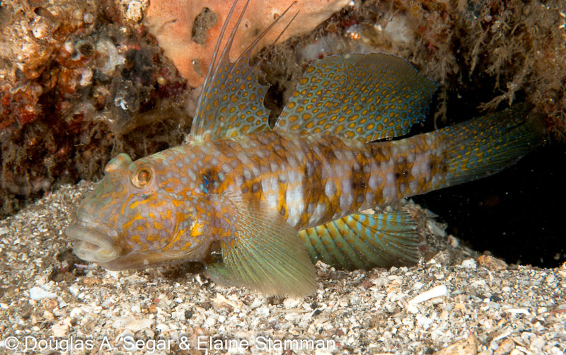 Segar-2010-12-4047.jpg