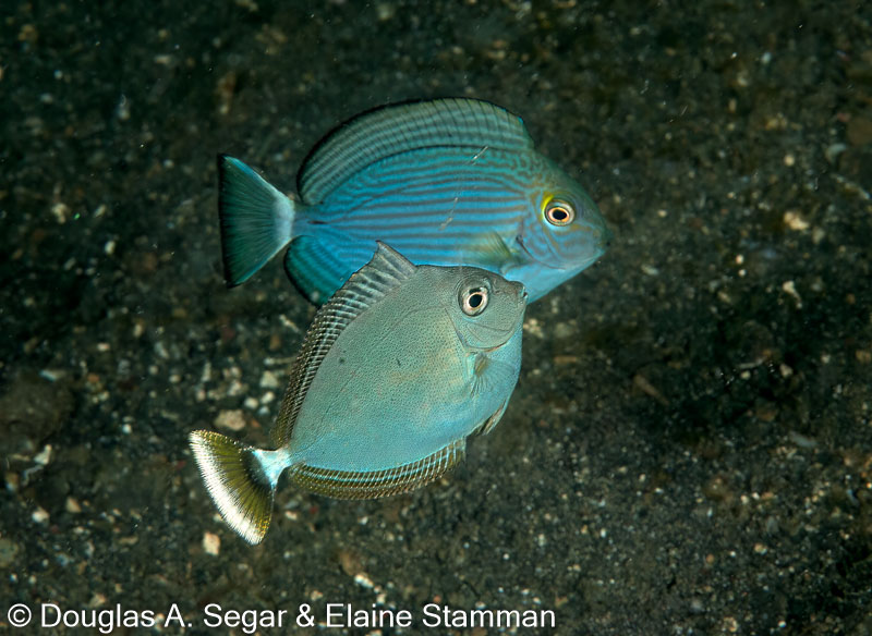 Segar-2010-12-4308.jpg