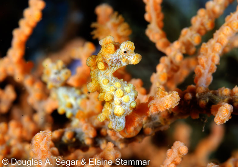 Segar-2011-07-0313.jpg