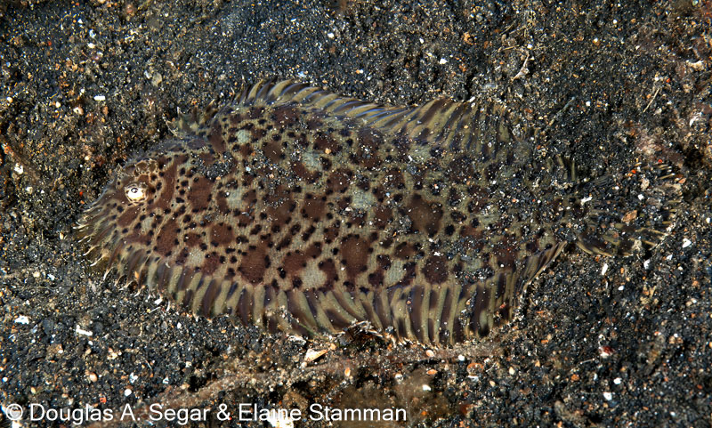 Segar-2011-07-0851.jpg