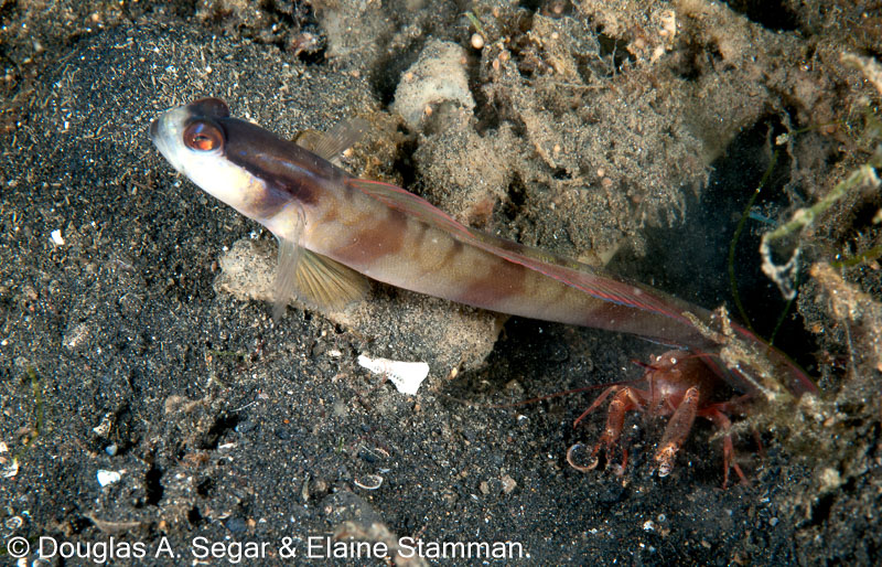 Segar-2011-07-0906.jpg