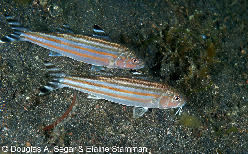 Segar-2011-07-0927.jpg