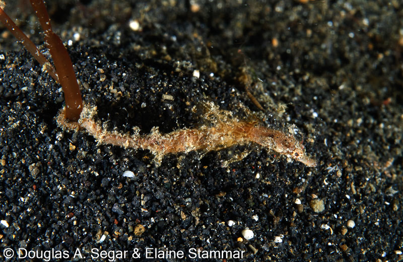 Segar-2011-07-1044.jpg