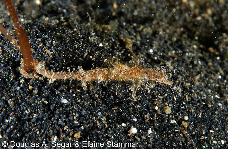 Segar-2011-07-1050.jpg