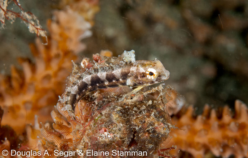 Segar-2011-07-1162.jpg