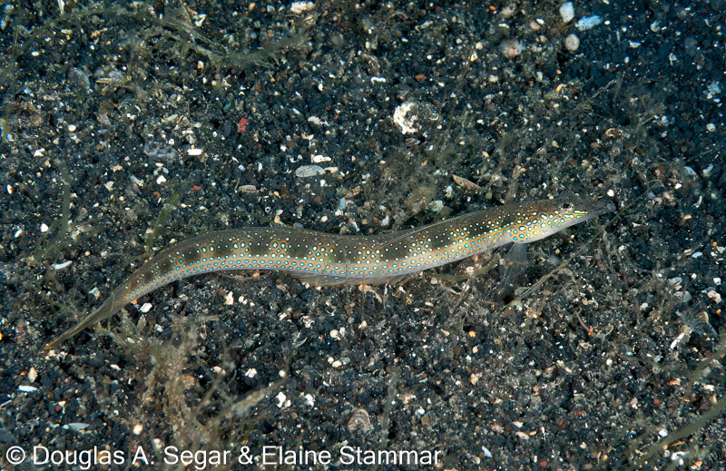 Segar-2011-07-1802.jpg