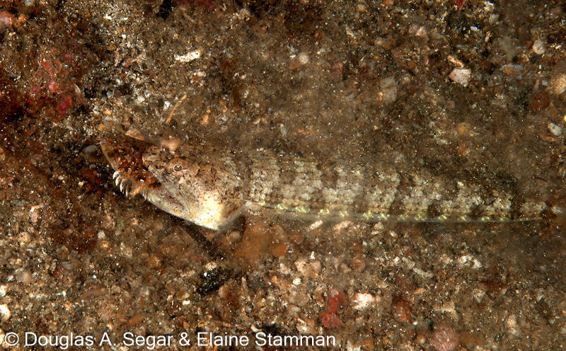 Segar-2011-07-2121.jpg