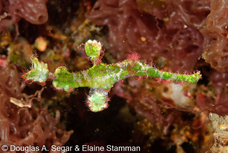 Segar-2011-07-2350.jpg