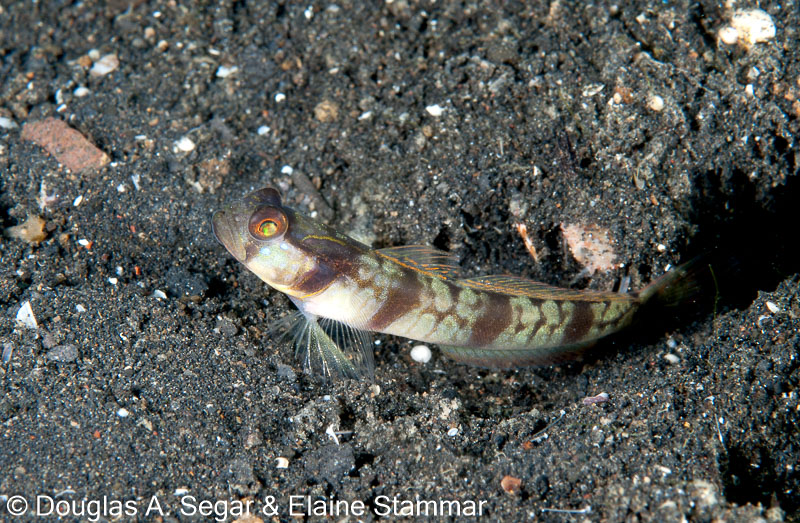 Segar-2011-07-2956.jpg